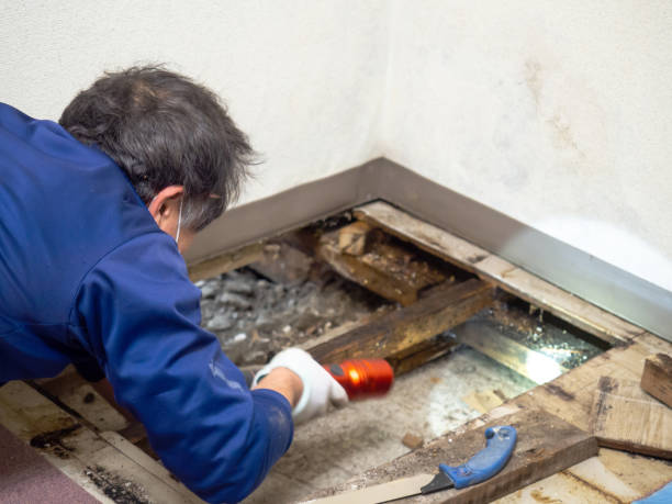 Best Certified Mold Removal  in Manning, IA