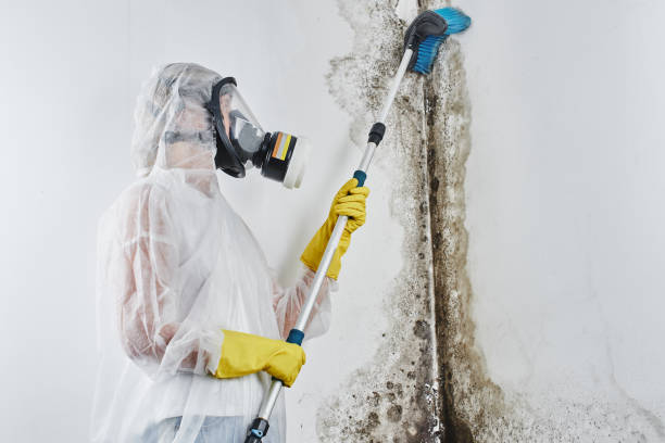 Professional Mold Removal in Manning, IA