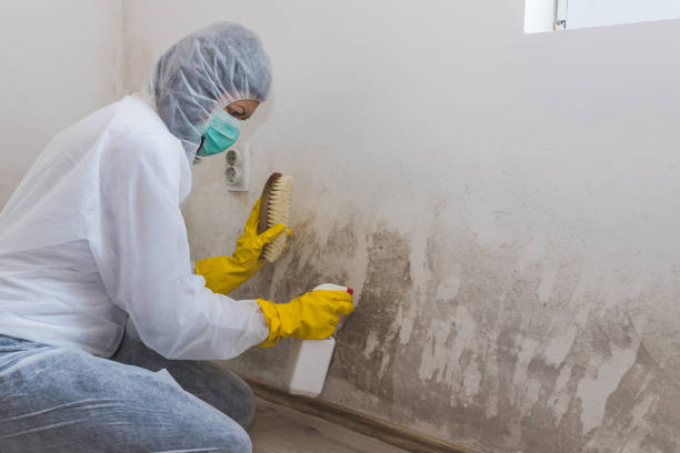 Best Crawl Space Mold Removal  in Manning, IA