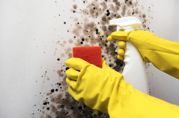 Best Mold Remediation Services  in Manning, IA