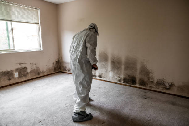 Best Attic Mold Removal  in Manning, IA